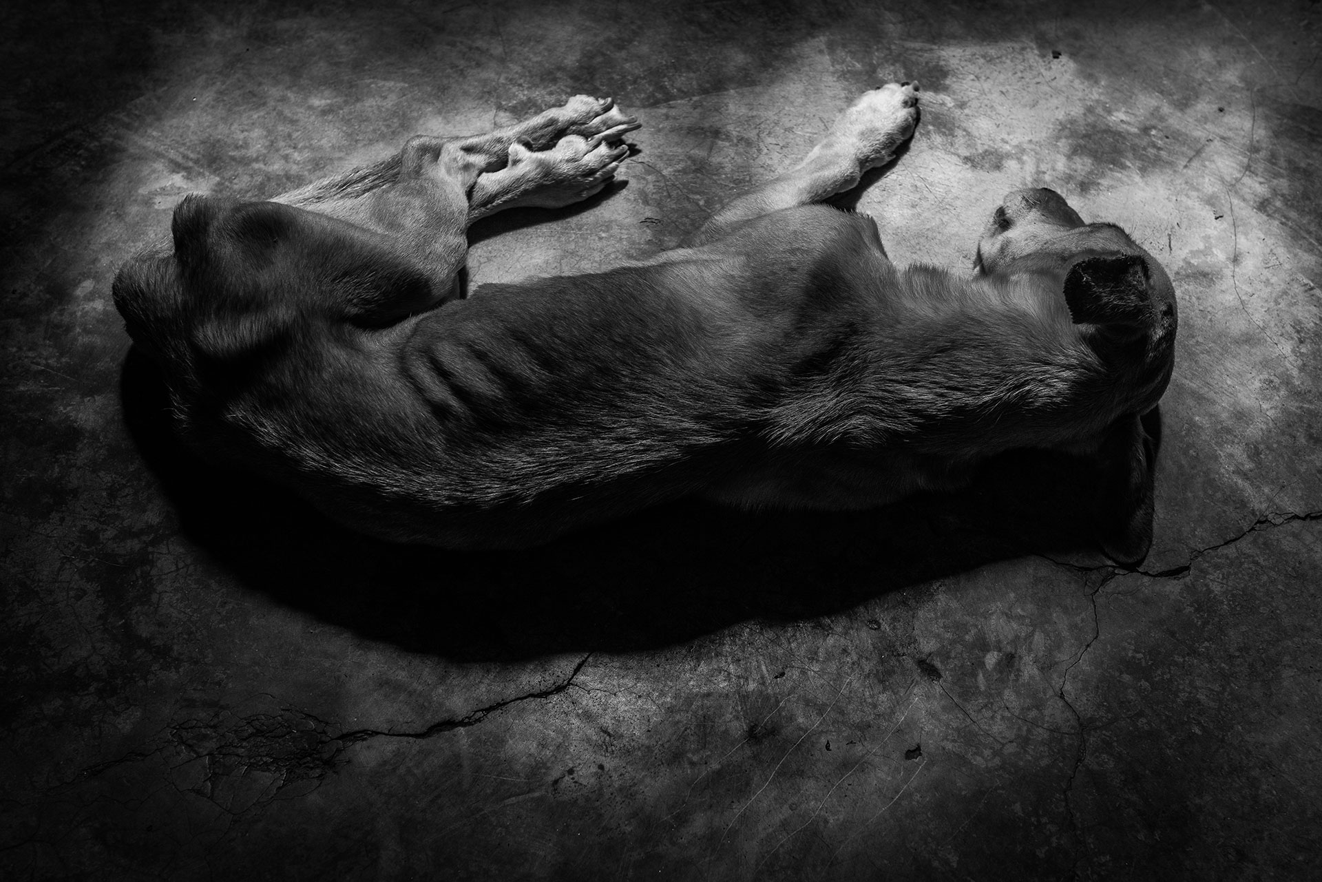 A starving dog sleeps on the ground. According to the ENCOVI survey, 64% of Venezuelans lost weight in 2017.