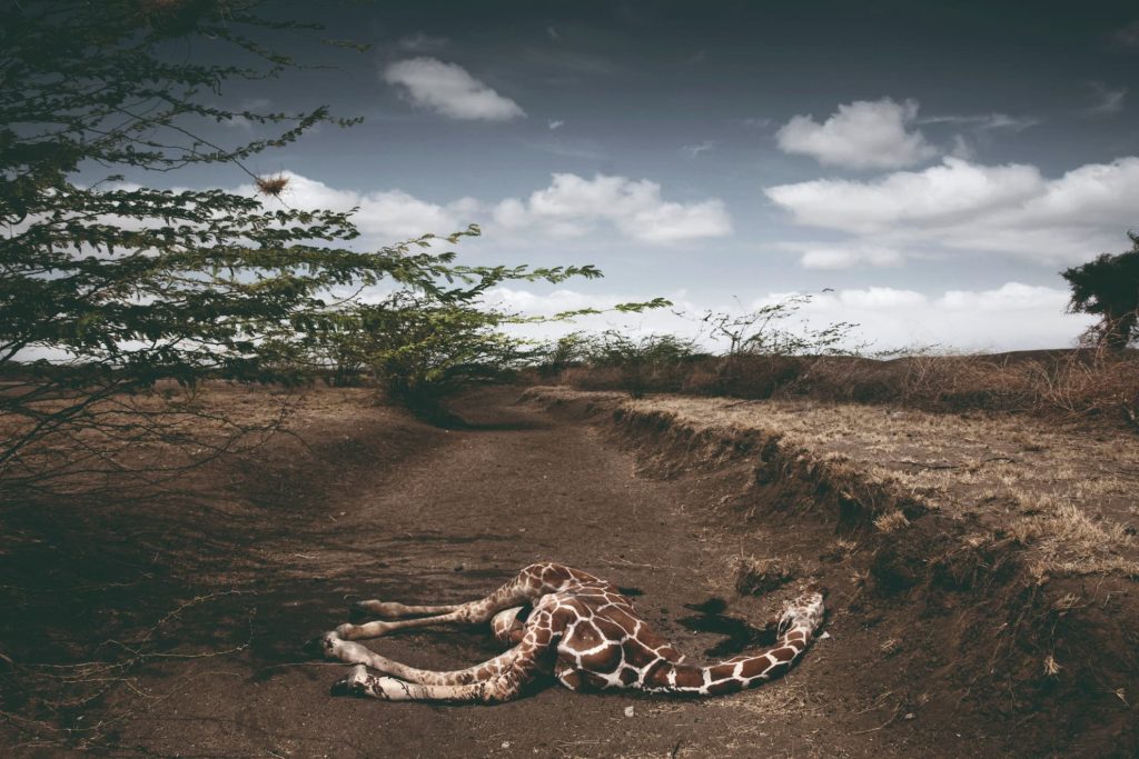 En la imagen, Jirafa muerta a causa de la sequía en la zona de Wajir, en la provincia Nororiental de Kenia. Octubre de 2009.