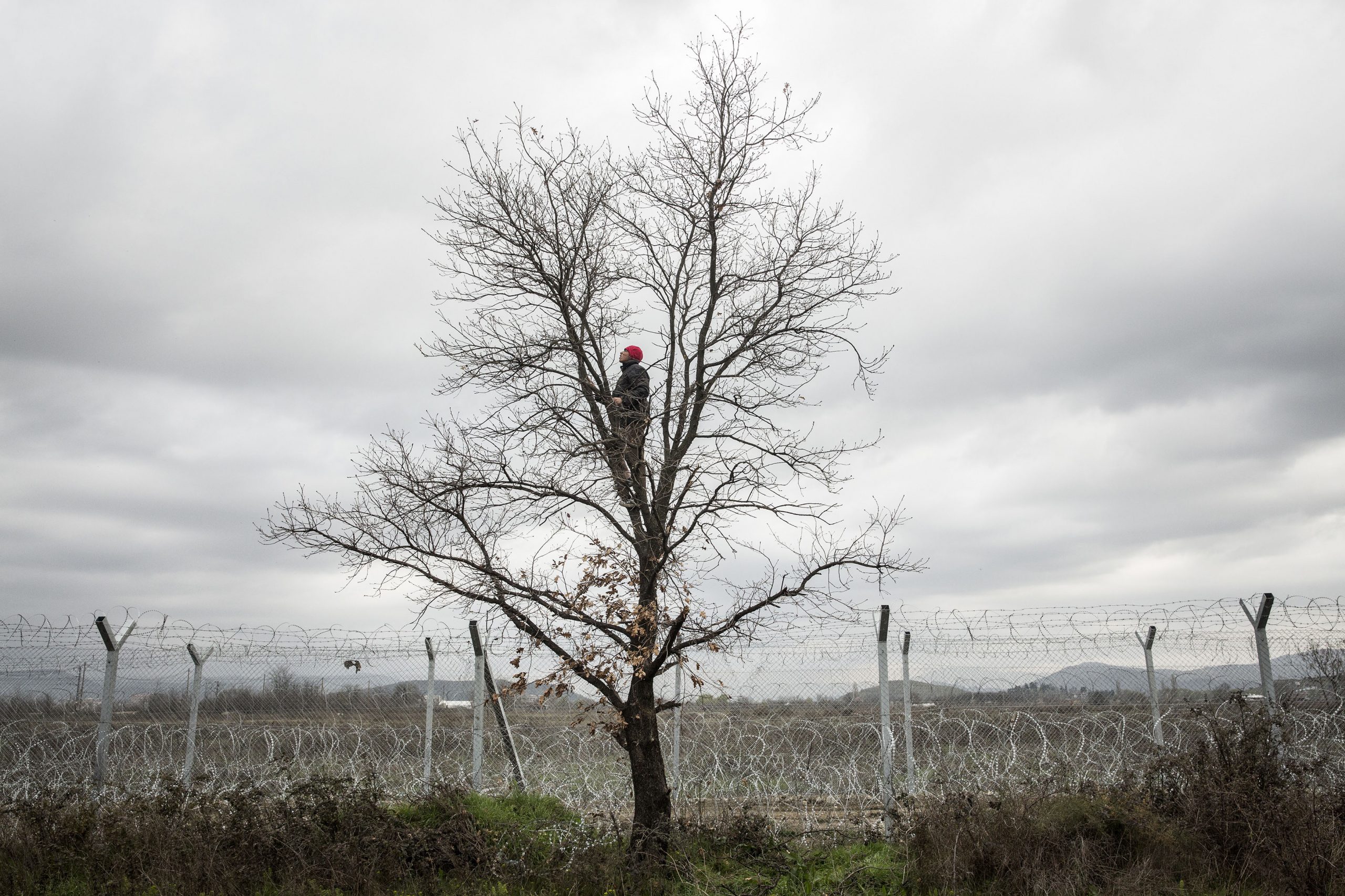 A man on the top of a tree picking some branches to make fire, next to the border fence between Greece and Macedonia. Idomeni, 07/03/2016