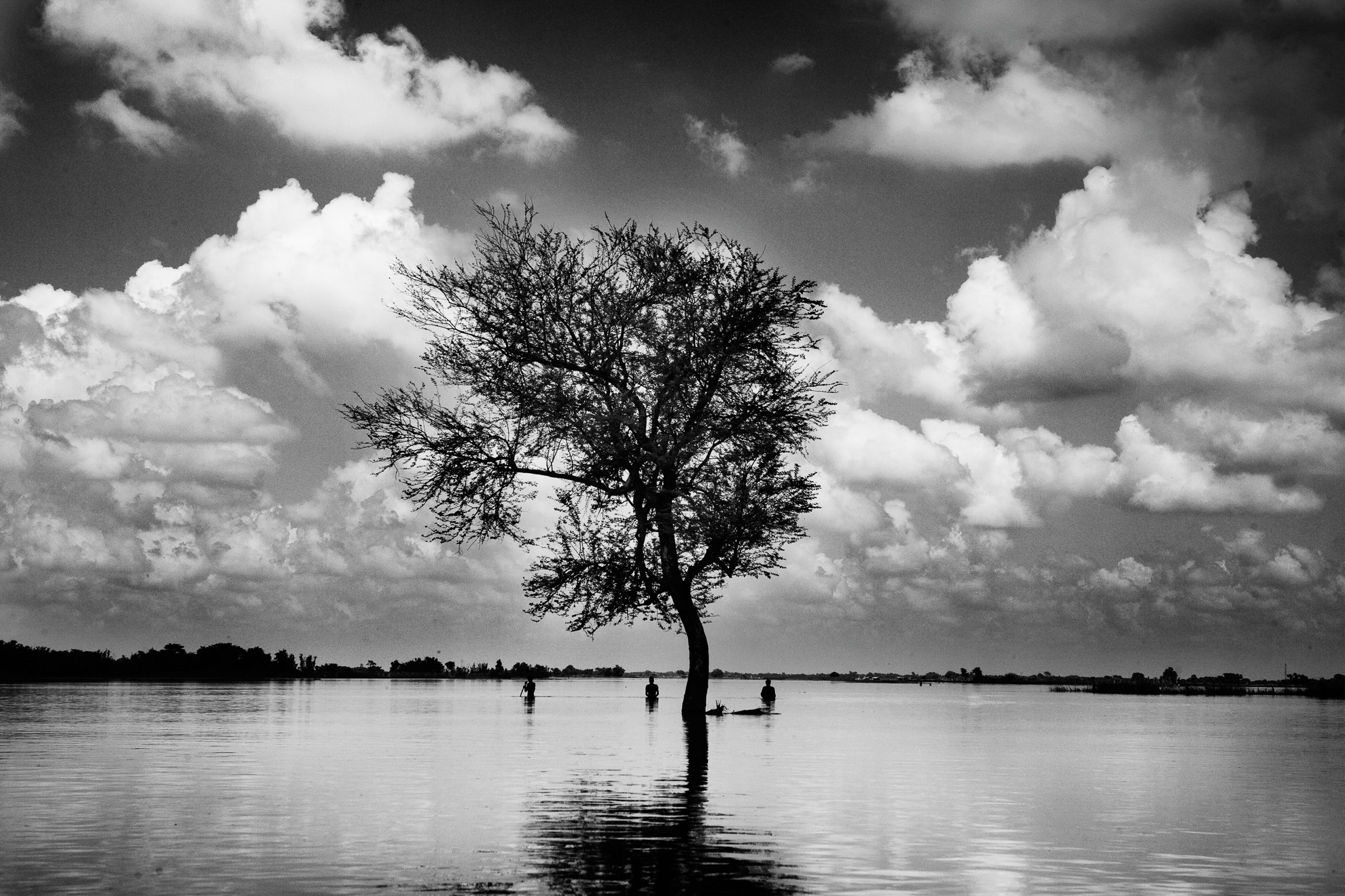 A tree in the middle of the flood area in India's northeastern state of Bihar, September 11, 2008.