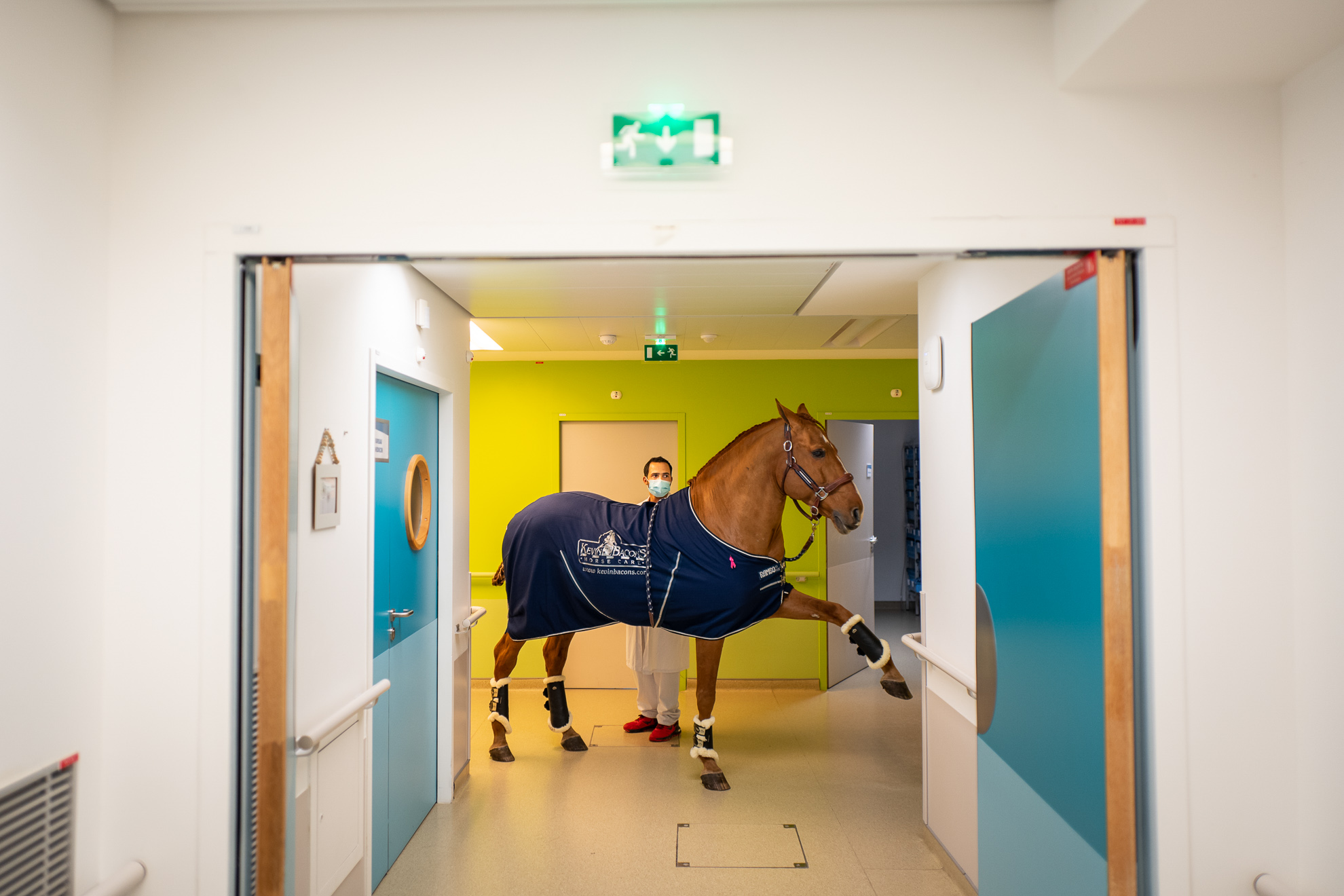 France-Calais 11/17/2020 Palliative care center at the Calais hospital. Peyo indicates to Hassen the room he wants to enter. Fifteen-year-old Peyo the horse is unique in the world. He is able to detect cancers and tumors in humans. When he comes to the palliative care center in Calais, Peyo decides whom he will see. He walks past the room doors and stops or raises his leg when he feels he can help and protect. "Doctor Peyo" stayed nearly two hours in front of this door, not budging an inch, to protect a lady near the end of her life. "Me, I accompany him, but I let him do what he wants, he’s the one who decides. Peyo was diagnosed with autism, his intelligence, his faculties go beyond anything one can imagine. What really pushed scientists to take an interest in him and open the health establishment doors to us, was this ability to greatly reduce {the patient's dosage of} all hard drugs and thus allow a more peaceful departure", Hassen says.