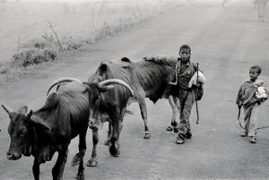 La foto representa la explotación infantil y la falta de alimento tanto en familias como en animales, con todo lo que ello conlleva.